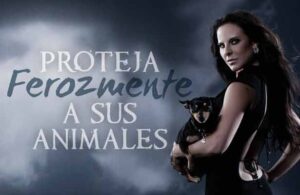 8 celebridades que est&aacute;n en contra del maltrato animal