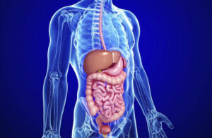 El cuerpo humano