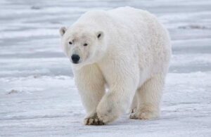 5 especies de animales en peligro de extinci&oacute;n