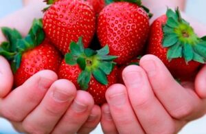 &iquest;Cu&aacute;l es la fruta que contiene m&aacute;s l&iacute;quido?