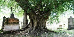 La escalofriante leyenda del &Aacute;rbol del Vampiro