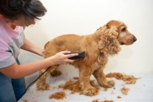 ¿Debo rapar a mi perro en temporada de calor?