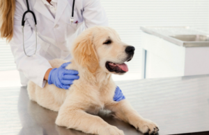 ¡Cuidado! Tu perro puede contagiarte estas enfermedades