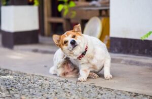 &iexcl;Cuidado! Tu perro puede contagiarte estas enfermedades