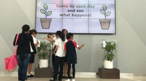 &iquest;Las plantas sufren al hacerles bullying?