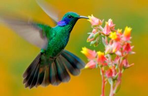 El colibr&iacute;, un mensajero de la naturaleza (Leyenda)