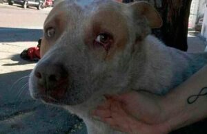 Hachiko Mexicano: El perro que espera a su dueño fallecido