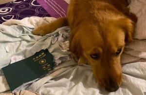 Kimi, la perrita que salv&oacute; a su due&ntilde;a del coronavirus