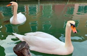 &iexcl;Mira c&oacute;mo lucen los canales de Venecia tras cuarentena por coronavirus!