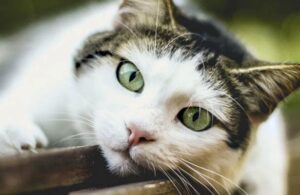 &iquest;Cu&aacute;l es la misi&oacute;n de los gatos en la vida de una persona?