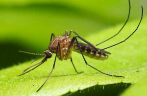 &iexcl;Adi&oacute;s insecticidas! Repele a los mosquitos con alguna de estas plantas