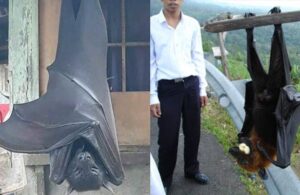 Murci&eacute;lago gigante atemoriza a usuarios de redes sociales