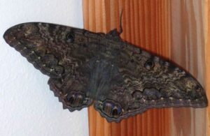 Mariposas negras: &iquest;Mito o realidad que sean de mala suerte?
