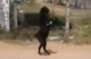 Video: Captan a cabra caminando en dos patas como si fuera un ser humano