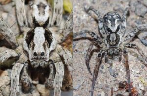 Peligrosa ara&ntilde;a que se cre&iacute;a extinta reaparace y pone en alerta al mundo