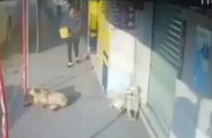 ¡Inaceptable! Mujer avienta agua a perritos que se encontraban descansando en la banqueta