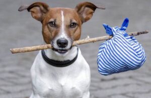 Proponen sancionar con c&aacute;rcel y multa a quien abandone a sus mascotas