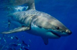 En peligro medio mill&oacute;n de tiburones por producci&oacute;n de vacuna contra Covid_19