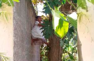 Abuelita de 88 a&ntilde;os se hace famosa por su forma de trepar &aacute;rboles