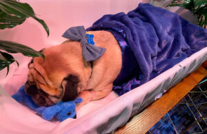 Con elegante funeral, due&ntilde;o despide a su perrito "Dexter"