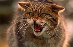 Liberan mil gatos salvajes en Chicago para combatir plaga de ratas