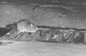 La escalofriante leyenda de "Do&ntilde;a Ramona", la bruja de la Merced 