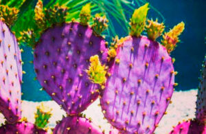 Nopales se tornan morados, como resultado del cambio clim&aacute;tico y la sequ&iacute;a