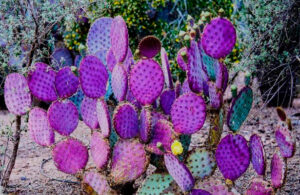 Nopales se tornan morados como resultado del cambio clim&aacute;tico y la sequ&iacute;a