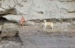 Equipos de emergencia inician rescate de perritos que cayeron en socavón