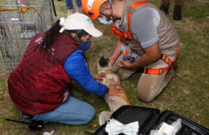 Spike, perrito rescatado del socav&oacute;n de Puebla, ser&aacute; puesto en adopci&oacute;n