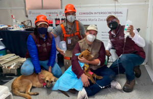 Spike, perrito rescatado del socav&oacute;n de Puebla, ser&aacute; puesto en adopci&oacute;n