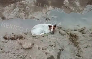 Cae otro perrito en socavón de Puebla, ya piden en redes su rescate