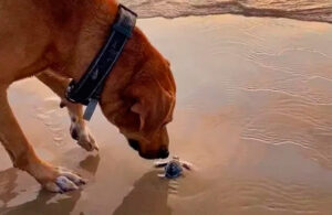 Solovino, el perrito que cuida a las tortugas beb&eacute;s en Tamaulipas 