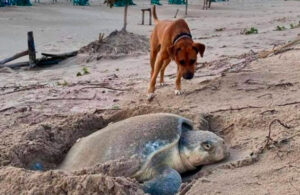 Solovino, el perrito que cuida a las tortugas bebés en Tamaulipas