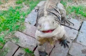 Iguana se viraliza en redes por la singular forma c&oacute;mo recibe a su due&ntilde;o
