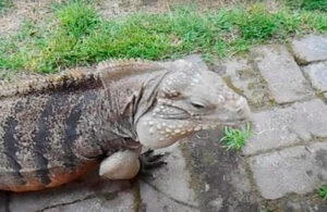 Iguana se viraliza en redes por la singular forma c&oacute;mo recibe a su due&ntilde;o