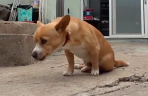 Abuelita rescata a perrito que fue abandonado en un basurero por no poder mover sus patas traseras