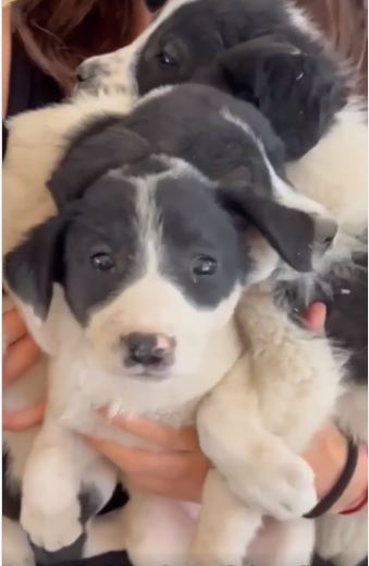 &iexcl;No se vale! Critican a Eugenio Derbez por ayudar a perritos callejeros