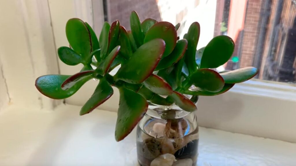 &Aacute;rbol de la abundancia: &iquest;C&oacute;mo reproducirlo en agua?