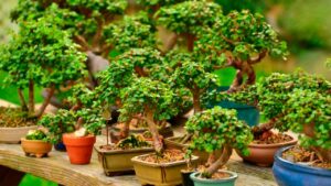 &Aacute;rbol de la abundancia: &iquest;C&oacute;mo reproducirlo en agua?