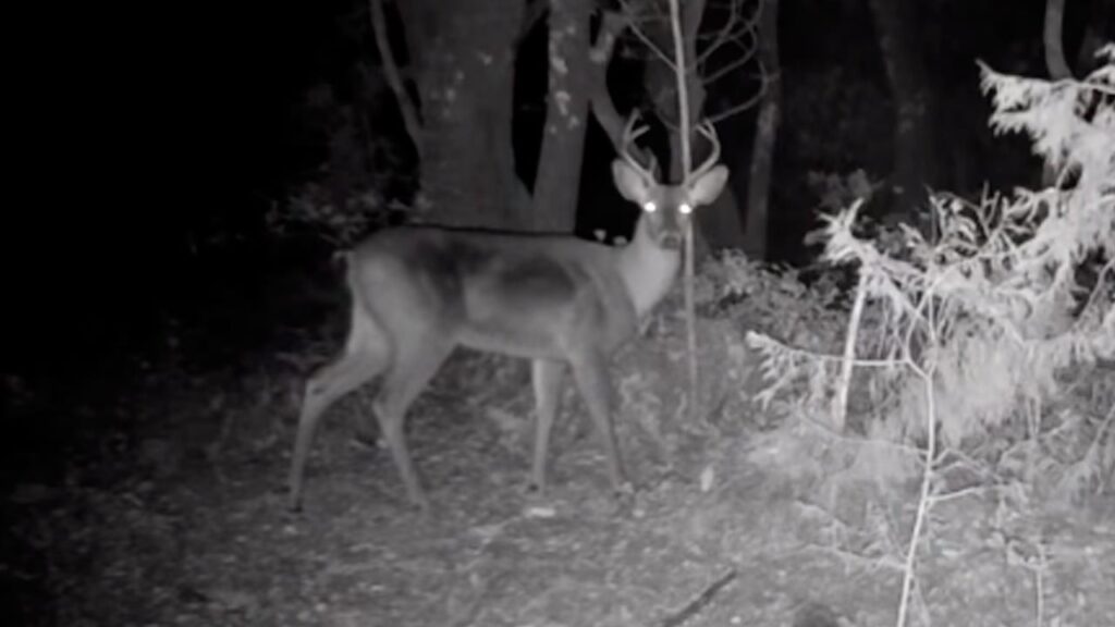 Osos bailando son captados en Sierra de Coahuila