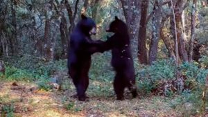 Osos bailando son captados en Sierra de Coahuila