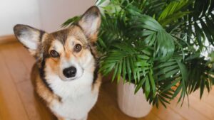 &iexcl;Cuidado! Estas plantas podr&iacute;an matar a tu perrito debido a su toxicidad