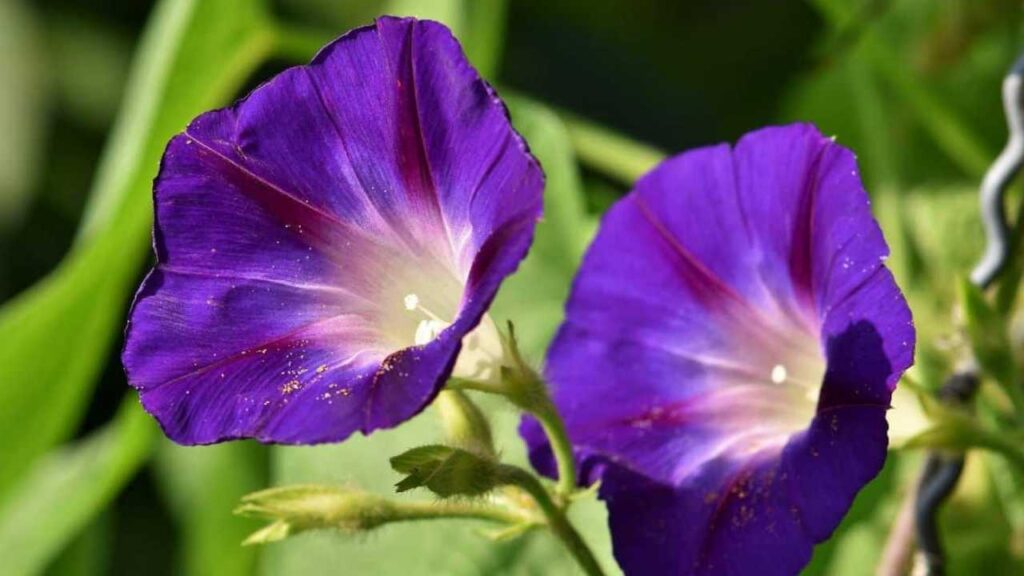 &iexcl;Cuidado! Estas son las plantas que podr&iacute;an matar a tu perrito debido a su toxicidad