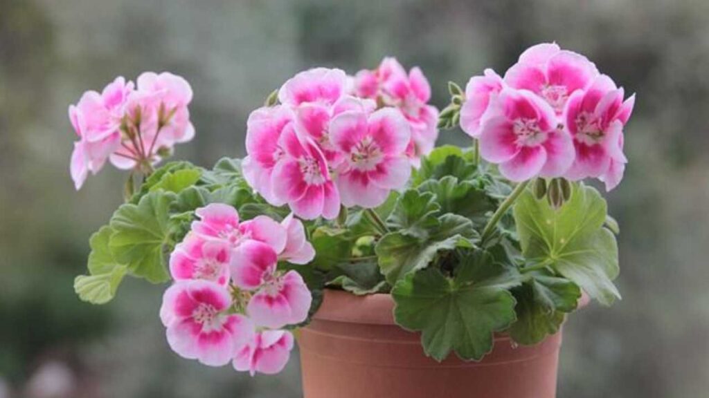 &iexcl;Cuidado! Estas son las plantas que podr&iacute;an matar a tu perrito debido a su toxicidad
