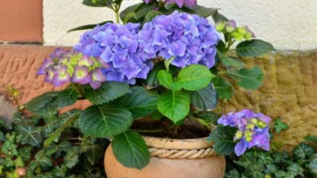&iexcl;Cuidado! Estas son las plantas que podr&iacute;an matar a tu perrito debido a su toxicidad