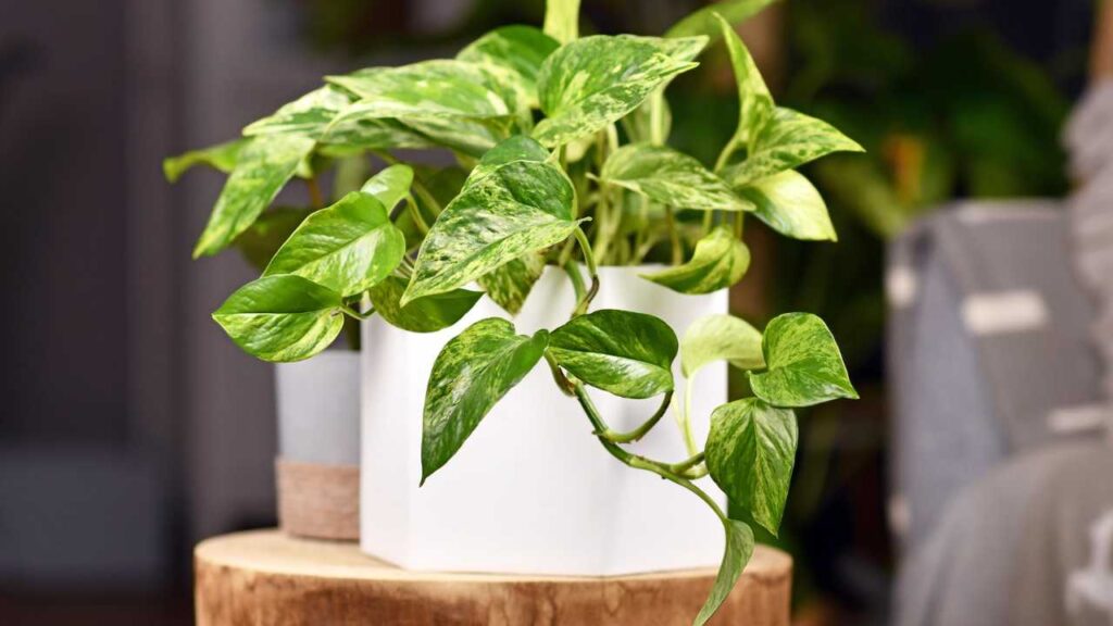 &iexcl;Cuidado! Estas son las plantas que podr&iacute;an matar a tu perrito debido a su toxicidad